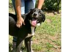 Adopt Bruce Willis a Labrador Retriever, Border Collie