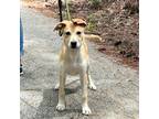 Adopt Roofus a Yellow Labrador Retriever