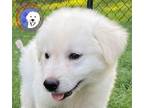 Adopt Yahir a Great Pyrenees