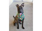 Adopt Canoe a Hound, Pit Bull Terrier