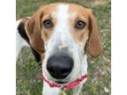 Adopt Huck a Hound