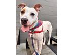 Adopt Mr. Steal Your Girl - In Foster a Pit Bull Terrier