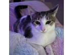 Adopt Griffin a Siamese