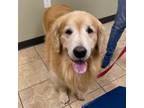 Adopt Lukas a Golden Retriever