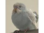 Adopt Pippin a Pigeon
