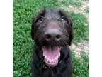 Adopt Mocha a Standard Poodle, Labrador Retriever