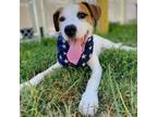 Adopt Goldfish a Mixed Breed
