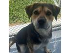 Adopt Bruno a German Shepherd Dog