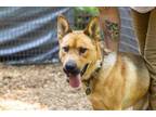 Adopt Keno a Black Mouth Cur