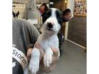 Adopt Vaporeon a Rat Terrier, Mixed Breed