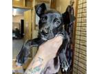 Adopt Flareon a Rat Terrier, Mixed Breed