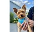 Adopt Bowser a Yorkshire Terrier, Mixed Breed
