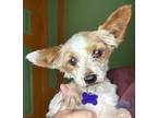 Adopt Toad a Yorkshire Terrier, Mixed Breed