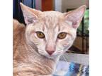 Adopt Persol - Reduced Fee! a Domestic Short Hair