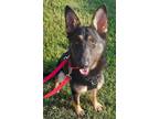Adopt Fritz (Mud Puppy #4) a German Shepherd Dog