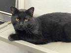Adopt Roadhouse a Domestic Short Hair
