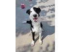 Adopt McCormick a Border Collie
