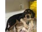 Adopt Laura (Tamarah Pup 5) a Hound