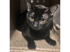 Adopt Whiskey a Domestic Short Hair