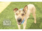 Adopt Jaunty a Shar-Pei, Mixed Breed