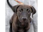 Adopt Bravo Pup - Shane a Labrador Retriever, Shepherd
