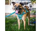 Adopt Sheldon - City of Industry Location a Pug