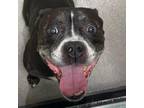 Adopt Mr. Worldwide (C000-337) - City of Industry Location a Pit Bull Terrier