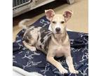 Adopt Duke a Catahoula Leopard Dog, Mixed Breed