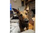 Adopt Tulane a German Shepherd Dog, Terrier