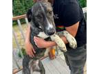 Adopt Elvis a Labrador Retriever