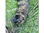 Adopt Grumpy a Pit Bull Terrier, Rottweiler