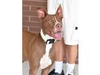 Adopt Teddy a German Shepherd Dog, Husky