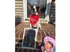 Adopt Ben a Jack Russell Terrier, Feist