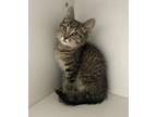 Adopt Solstice a Domestic Short Hair