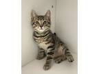 Adopt Polar a Domestic Short Hair