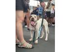 Adopt Gimli a English Pointer