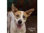 Adopt Bones a Pointer