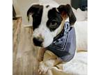 Adopt Giovanni a Husky