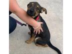 Adopt Bellamy a German Shepherd Dog, Rottweiler