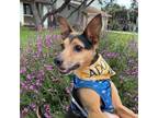 Adopt Max a Rat Terrier