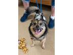 Adopt Spark Plug a Pomeranian