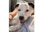 Adopt Frost - Adopt Me! a American Staffordshire Terrier