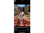 Adopt Mayor a Hound