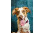 Adopt Flynn a Border Collie, Mixed Breed