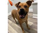 Adopt Morgan a Black Mouth Cur, Mixed Breed