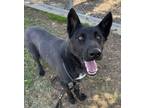 Adopt Brody a Shepherd