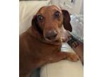 Adopt Jax - Las Vegas a Dachshund