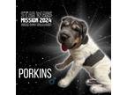 Adopt Porkins a Shar-Pei