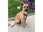 Adopt Monty a Black Mouth Cur