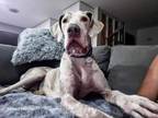Adopt Casper a Great Dane